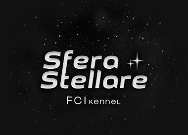 Sfera Stellare  — питомник доберманов и миниатюрных пинчеров